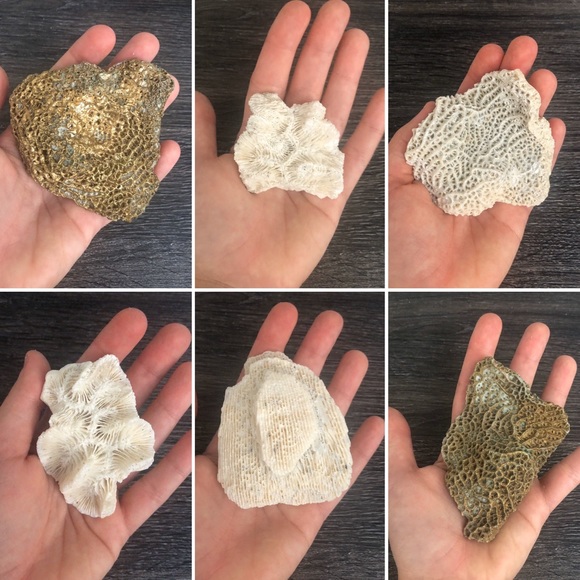 Coral Natural (lot of 6) for Decor, Gilded 🌵 🏺 - Picture 1 of 8